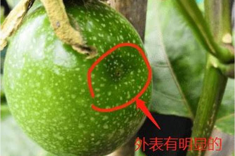 百香果的守护者：策略与实践防治果蝇危害全攻略