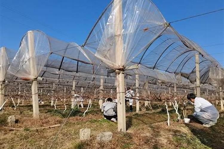 掌握关键：果树栽培管理与种植技术要点详解