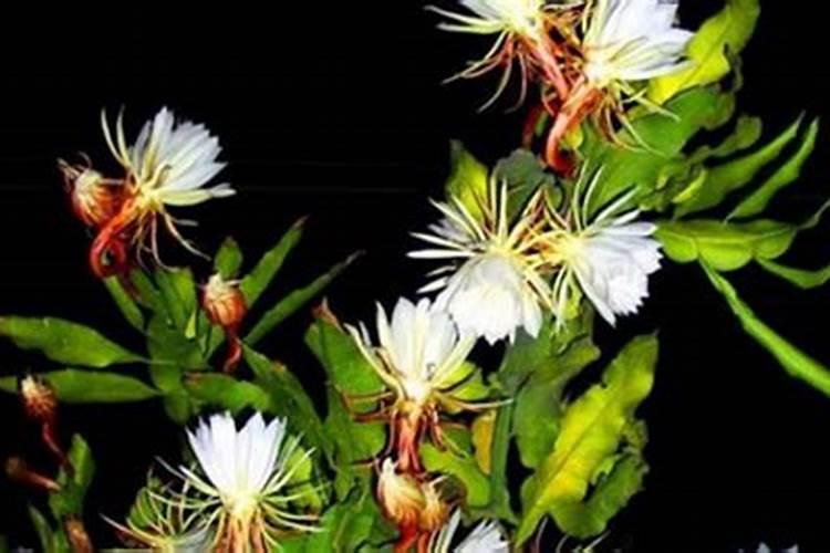 昙花烂根了原因，昙花烂根了怎么办？