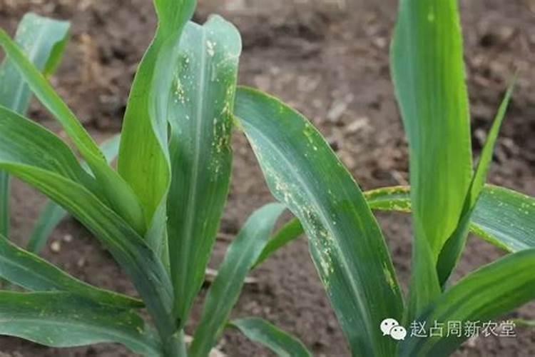 守护绿色希望：有效预防玉米除草剂药害的策略指南