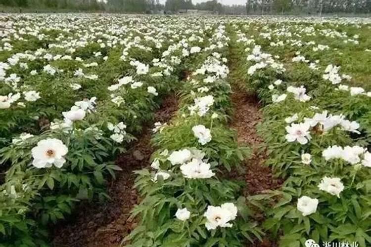 油用牡丹的育苗与种植艺术：开启绿色财富之门