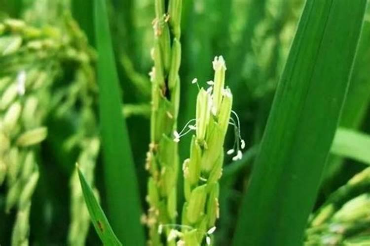 花期谨慎：避免在水稻花期使用农药的策略与原因