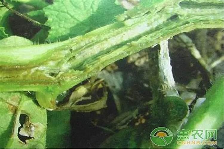 黄瓜主要病害药剂防治效方