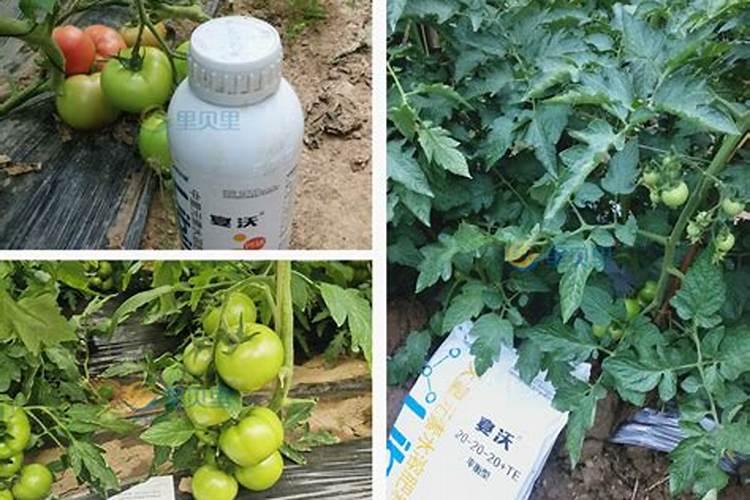 种植番茄用什么肥料，种植番茄适宜什么样土质？