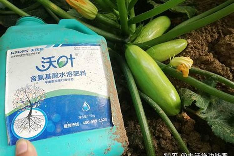 掌握瓜类蔬菜的施肥秘诀：迈向高产与品质的关键