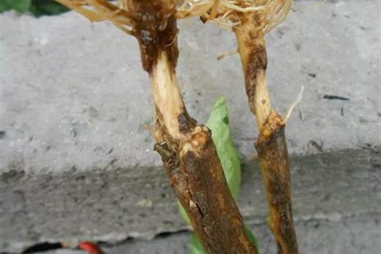 蔬菜苗期根腐病的发生特点以及防治方法？