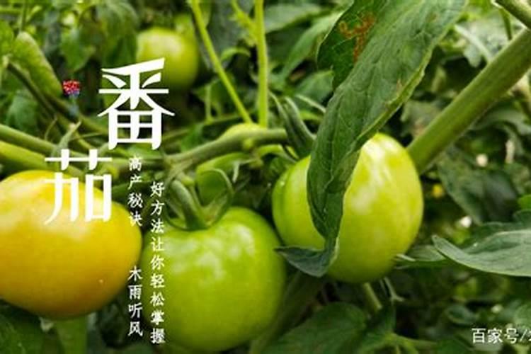 种植西红柿都需要施用什么肥料？