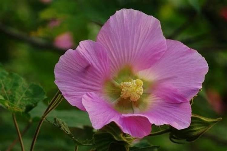 绽放华美：室内栽培芙蓉花的艺术与科学
