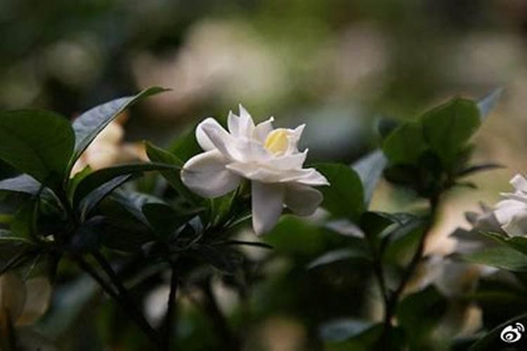 栀子花不开花只长花苞是什么原因？