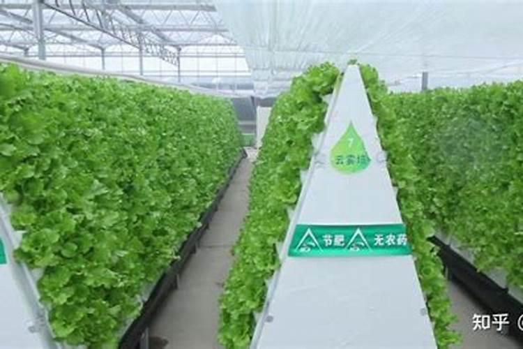 温室韭菜气雾式模式栽培技术详解
