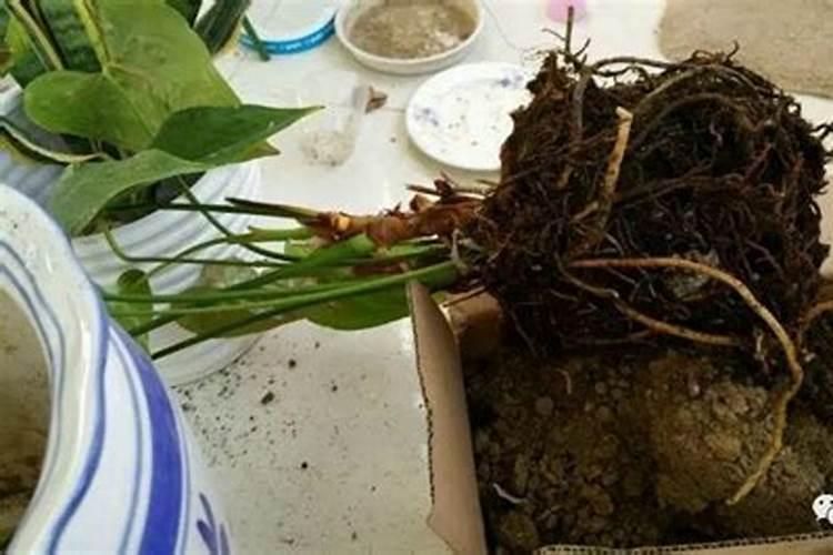 绿巨人烂根的原因，绿巨人烂根怎么办？