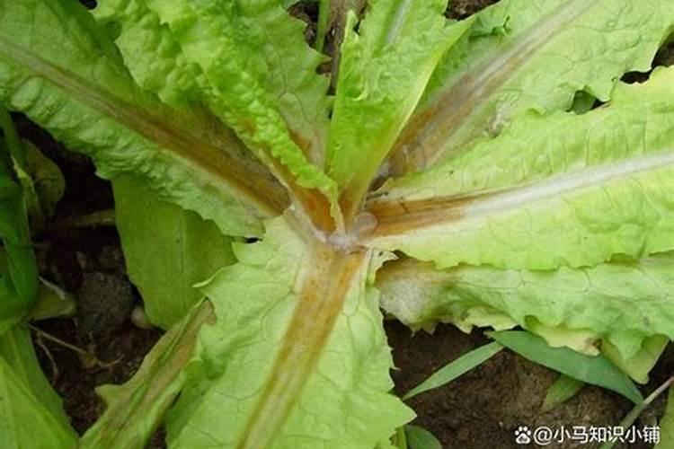 白菜丝核菌病的防治小妙招有哪些？