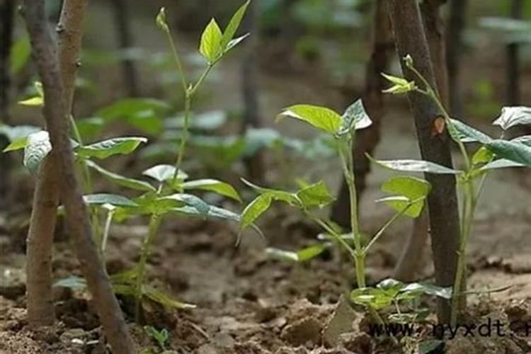 豆角结荚期的关键营养：精准施肥指南