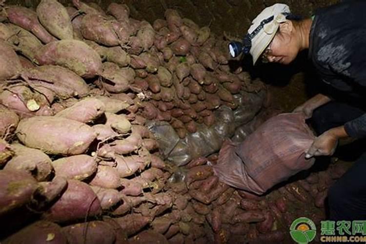 红薯储藏出现腐烂是什么原因，如何有效避免？