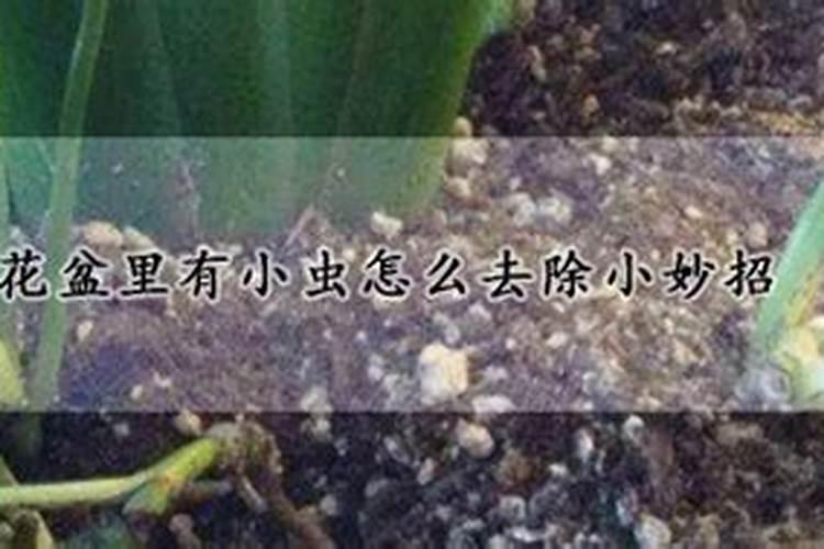 花盆里有小虫怎么去除小妙招