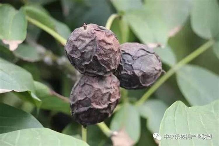 核桃榉枝蛾防治技术