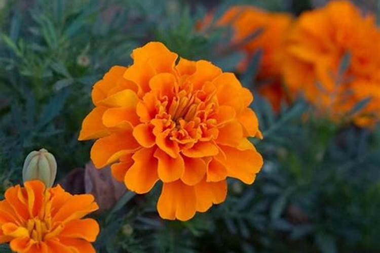 孔雀草的种植与养护：打造一片绚烂花园