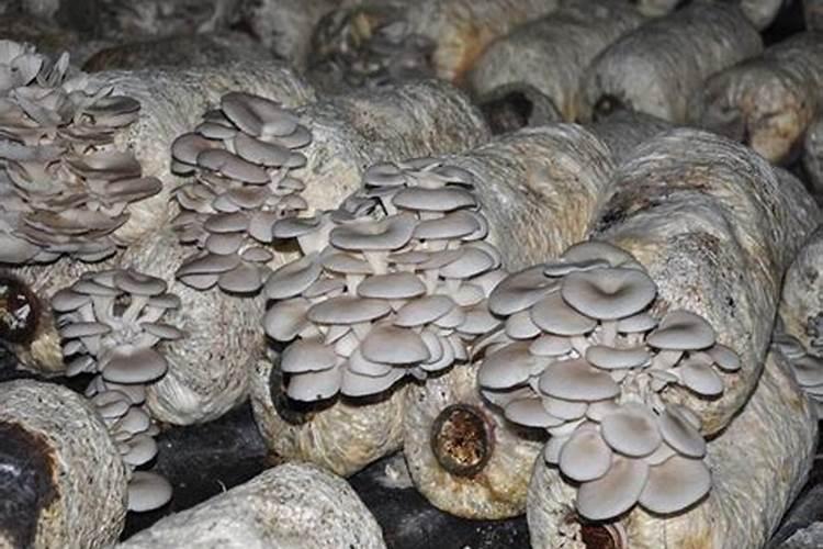 平菇菌袋内有桔黄色线虫怎么办？它名字叫什么？