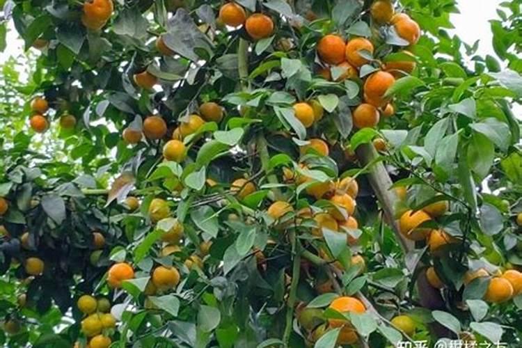 7年沙糖橘树果实偏小喷什么药好？