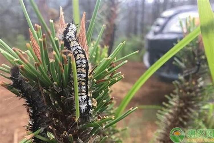 守护绿意盎然：全面攻略香蕉毛虫防治方法？