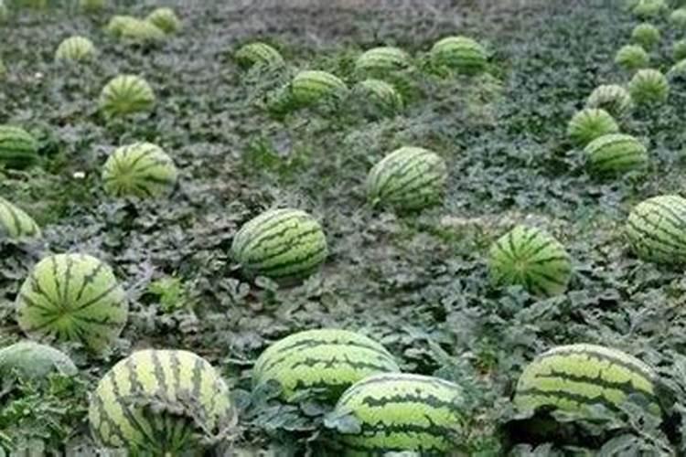 揭秘晚西瓜高效种植之道：时间与方法全攻略？