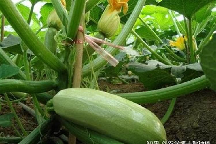 西葫芦猝倒病如何防治？