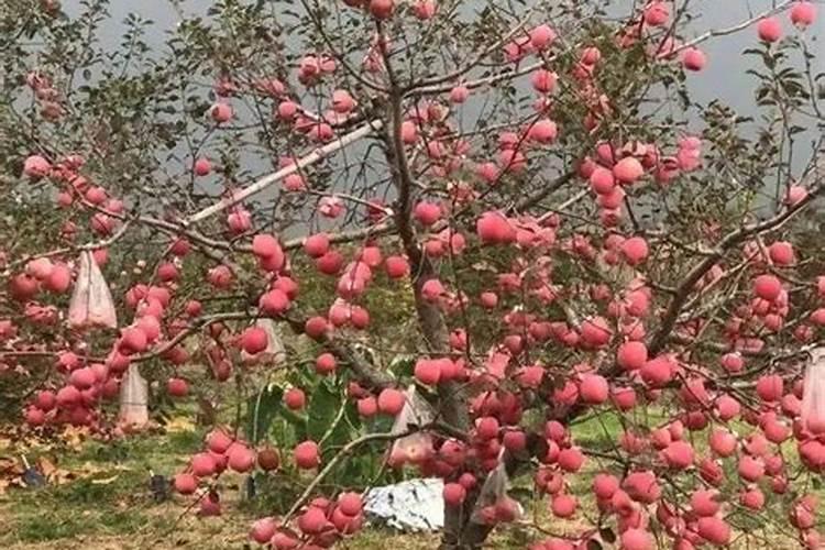 苹果树旺长的原因是什么？苹果树旺长怎么解决？