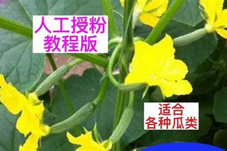 促黄瓜多开雌花一法？