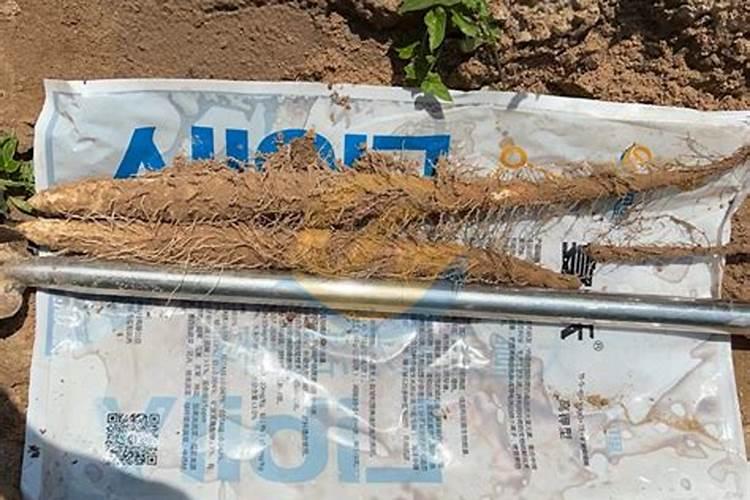 揭秘山药高产的秘诀：正确施基肥的艺术