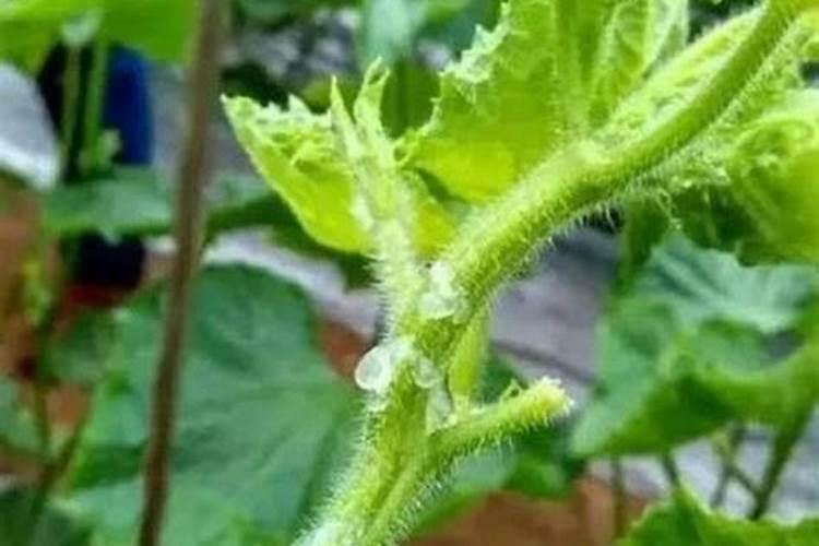 黄瓜茎腐烂流胶症状解析