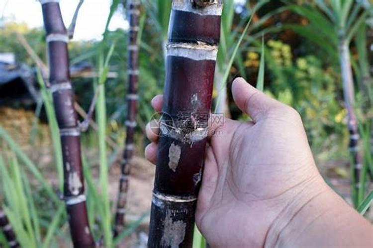 甘蔗长侧芽爆芽过多的原因？
