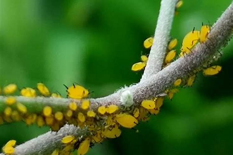 揭秘：多菌灵对抗蚜虫的实效性探究？