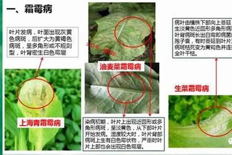 生菜病毒病的发病特点是什么？