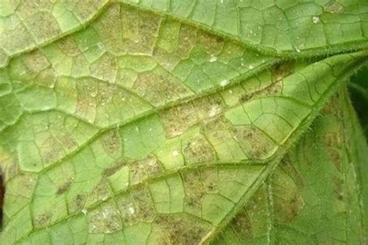 绿色守护：毛豆霜霉病的农药防治策略
