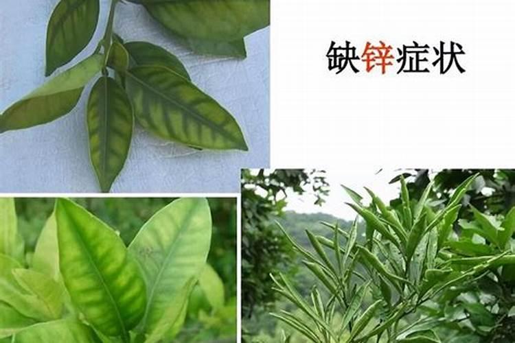 农作物缺锌的症状？