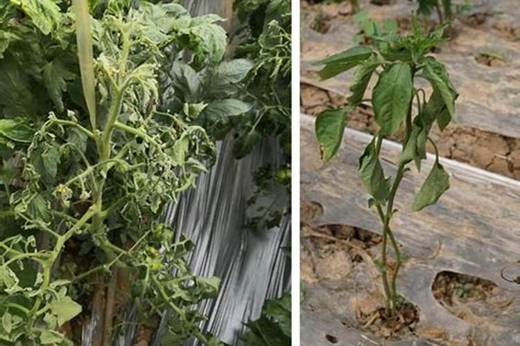 菜花苗根茎部发黑的原因