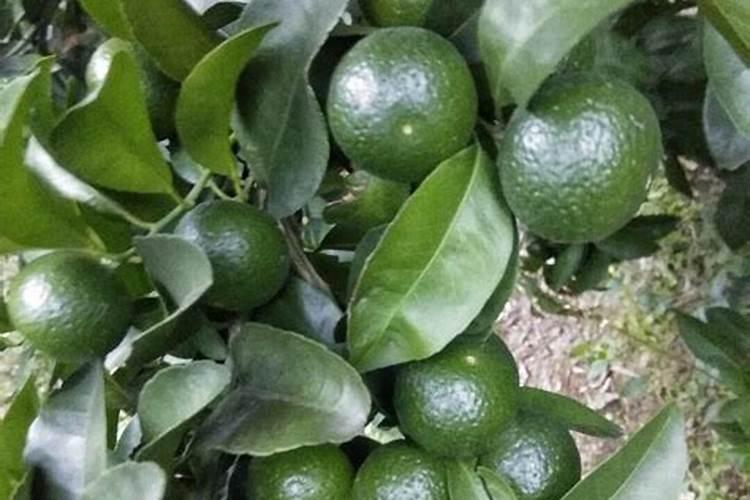 采完果后再喷多效唑促花可行吗？