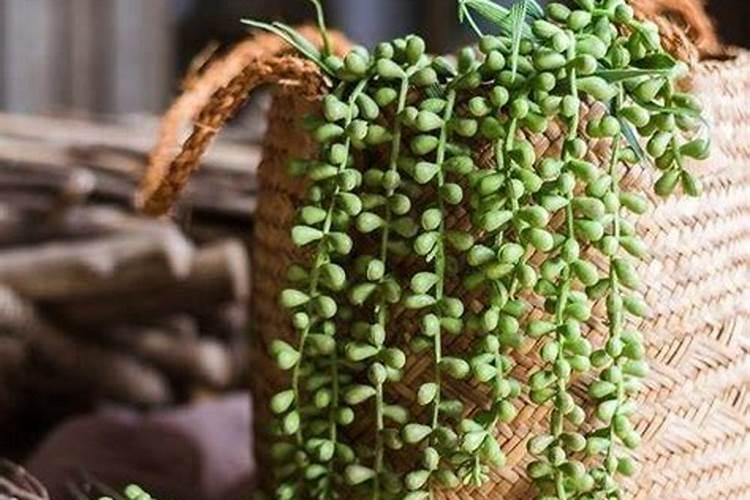 佛珠植物的养护之道：掌握这些要点，让你的佛珠茂盛生长