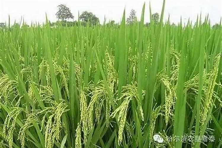 水稻抽穗结实期田间管理的主要措施