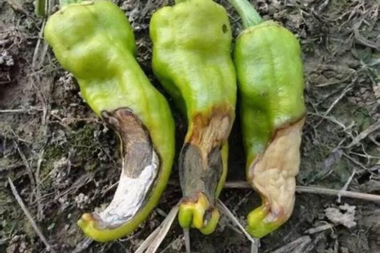 蔬菜缺钙的原因有哪些？蔬菜补施钙肥的方法是什么？