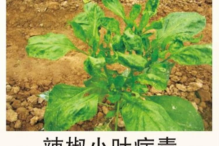 战胜辣椒小叶病：策略与药剂的科学选择