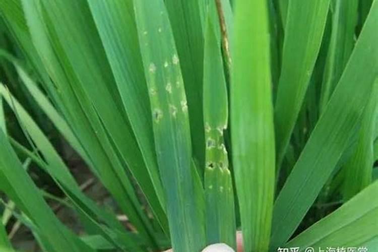 水稻发生稻水象甲时危害症状？