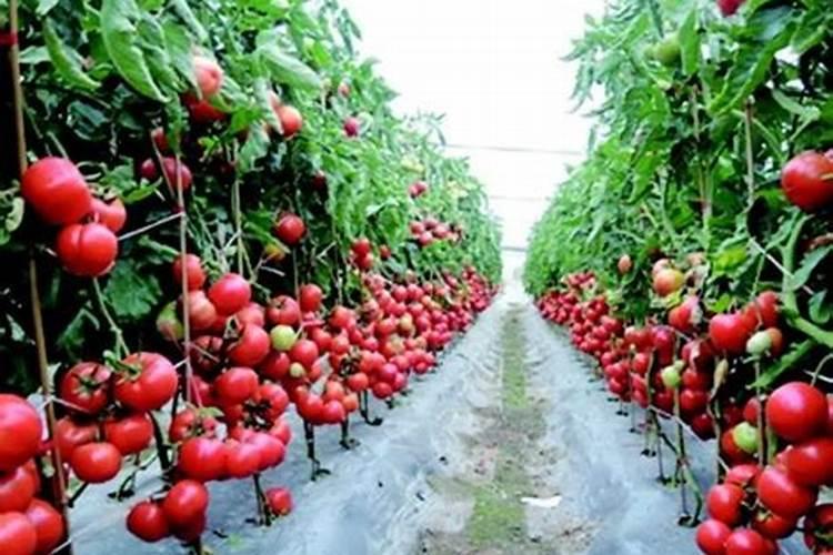 高效农业：掌握高产种植的关键技巧