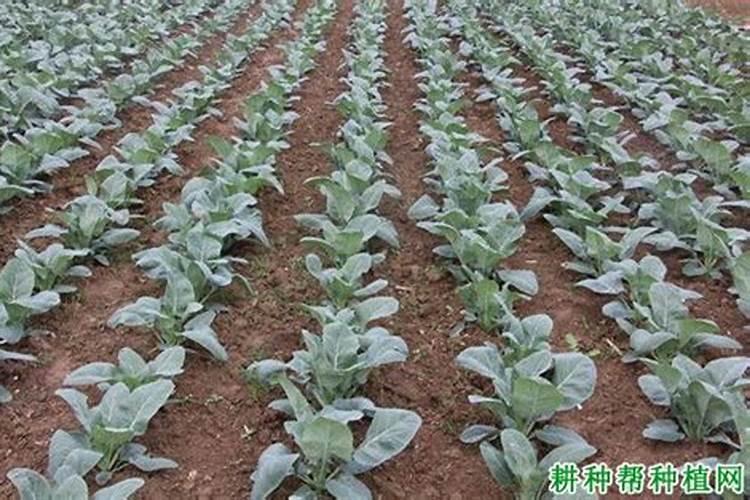 花椰菜怎么种植？