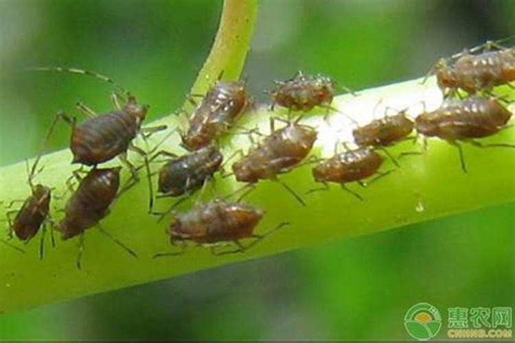 玫瑰蚜虫怎么防治玫瑰蚜虫的防治方法有哪些？