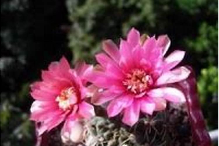 绯花玉不开花怎么办？