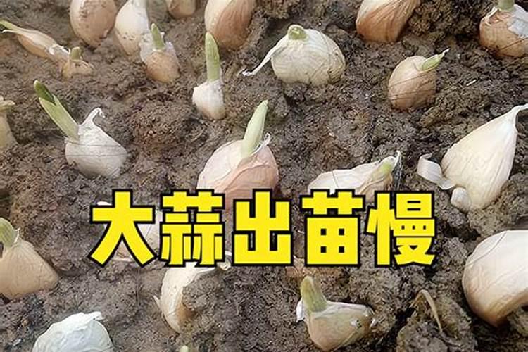 大蒜提早出苗的原因