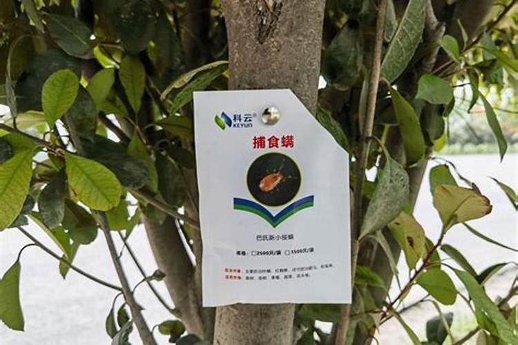 守护金橙：高效防治病虫害，确保果园硕果累累