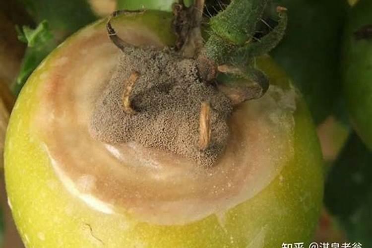 棚室番茄叶霉病的药剂防治法
