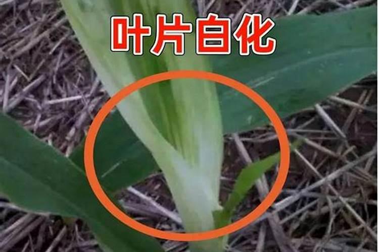 田间守护者：玉米解药害的有效对策